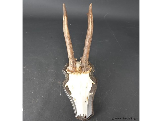 Herten gewei op houten schild - afbeelding 2 van  5