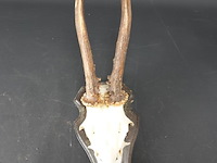 Herten gewei op houten schild - afbeelding 2 van  5