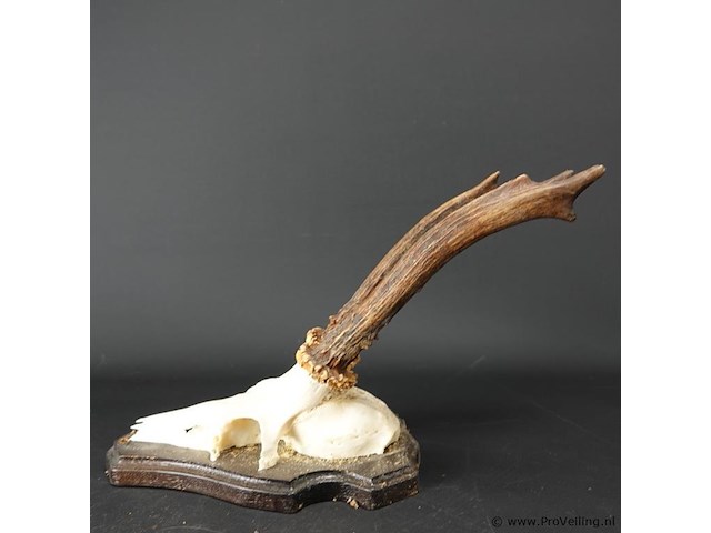 Herten gewei op houten schild - afbeelding 3 van  5