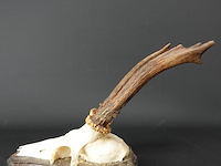 Herten gewei op houten schild - afbeelding 3 van  5