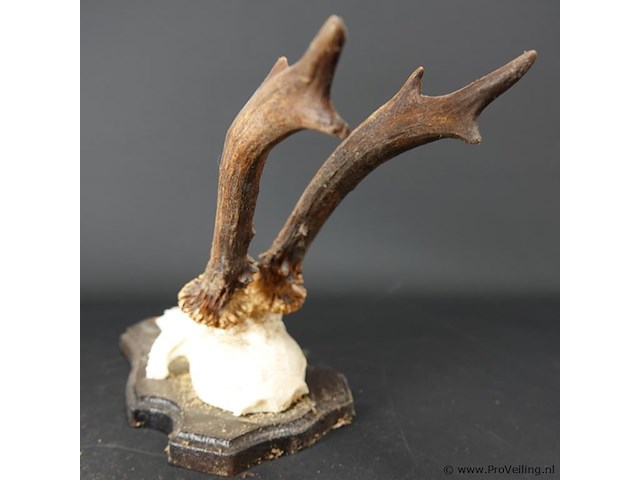 Herten gewei op houten schild - afbeelding 4 van  5