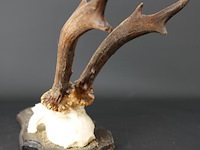 Herten gewei op houten schild - afbeelding 4 van  5