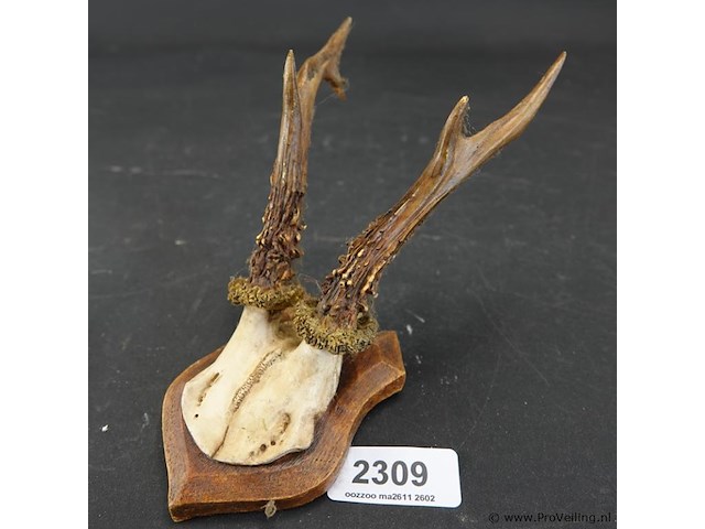 Herten gewei op schild - afbeelding 1 van  5