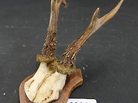 Herten gewei op schild - afbeelding 1 van  5