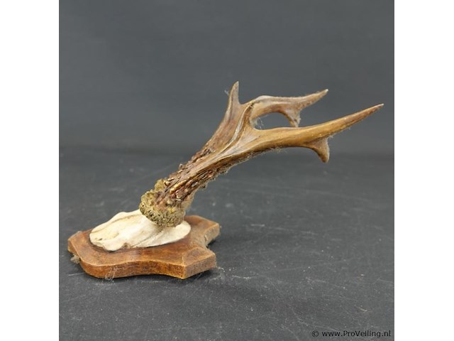 Herten gewei op schild - afbeelding 2 van  5