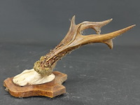 Herten gewei op schild - afbeelding 2 van  5