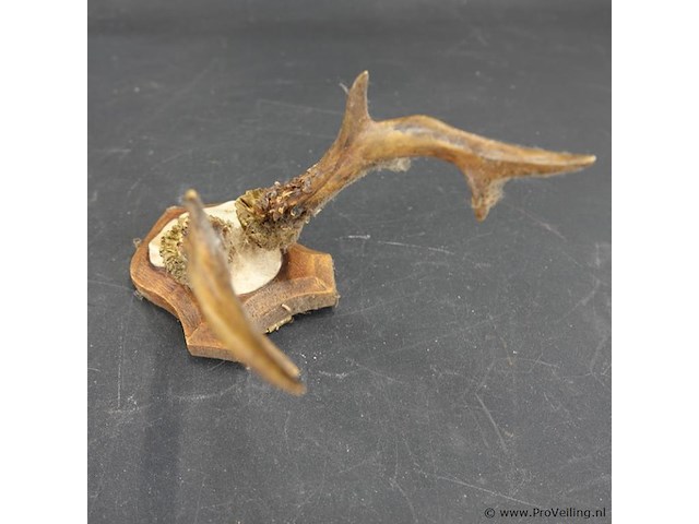 Herten gewei op schild - afbeelding 3 van  5