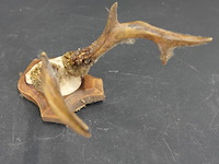 Herten gewei op schild - afbeelding 3 van  5