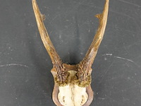 Herten gewei op schild - afbeelding 4 van  5