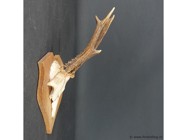 Hertengewei op houten basement - afbeelding 2 van  5