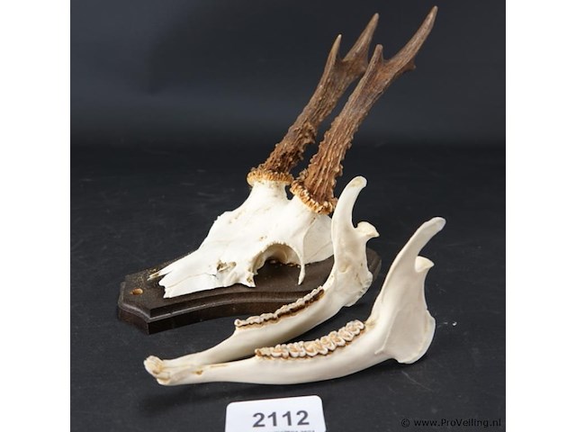 Hertengewei op houten schild - afbeelding 1 van  5