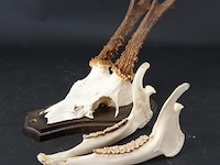 Hertengewei op houten schild - afbeelding 1 van  5