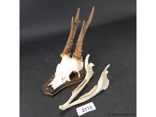 Hertengewei op houten schild - afbeelding 2 van  5