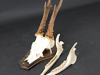 Hertengewei op houten schild - afbeelding 2 van  5