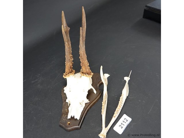 Hertengewei op houten schild - afbeelding 3 van  5