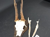 Hertengewei op houten schild - afbeelding 3 van  5