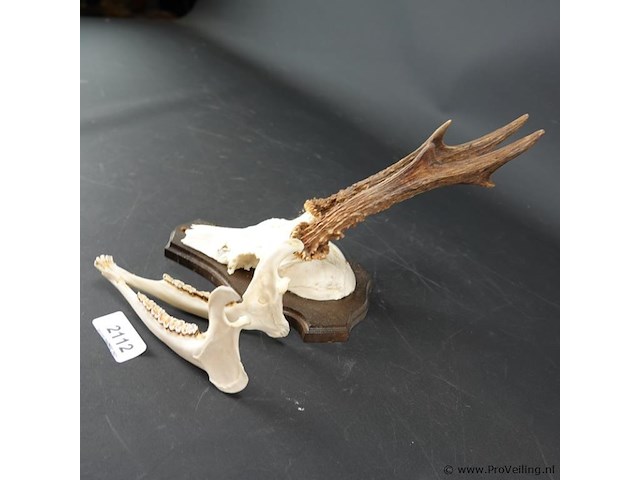 Hertengewei op houten schild - afbeelding 4 van  5