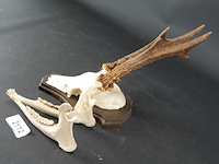 Hertengewei op houten schild - afbeelding 4 van  5