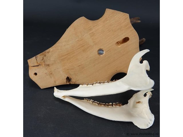 Hertengewei op houten schild - afbeelding 5 van  5