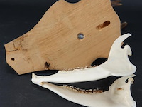 Hertengewei op houten schild - afbeelding 5 van  5