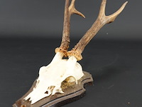 Hertengewei op houten schild - afbeelding 1 van  5