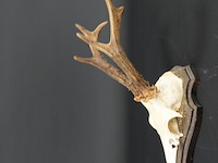 Hertengewei op houten schild - afbeelding 2 van  5