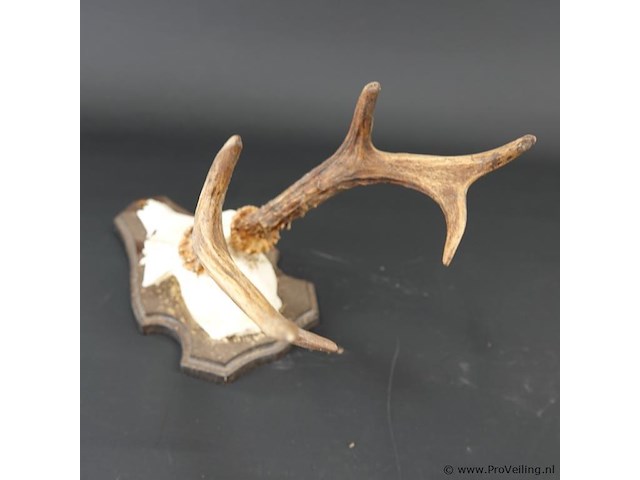 Hertengewei op houten schild - afbeelding 3 van  5