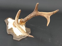 Hertengewei op houten schild - afbeelding 3 van  5