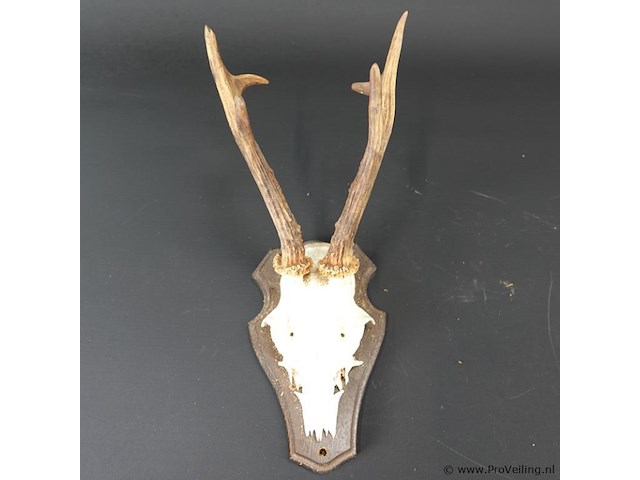 Hertengewei op houten schild - afbeelding 4 van  5