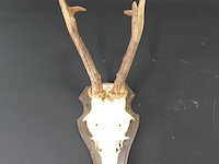 Hertengewei op houten schild - afbeelding 4 van  5