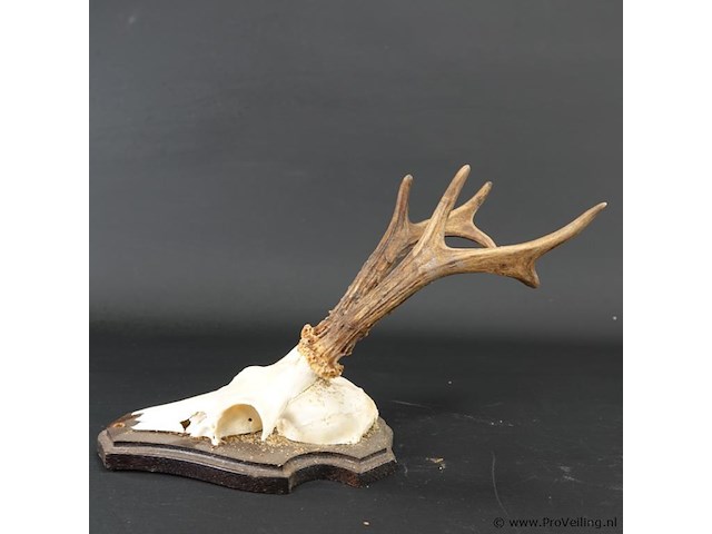 Hertengewei op houten schild - afbeelding 5 van  5