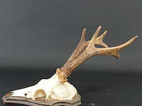 Hertengewei op houten schild - afbeelding 5 van  5