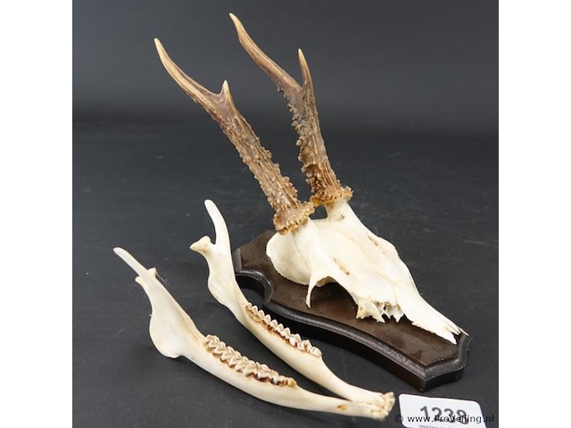 Hertengewei op houten schild - afbeelding 1 van  5