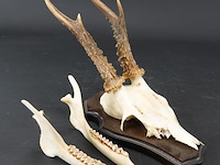 Hertengewei op houten schild - afbeelding 1 van  5