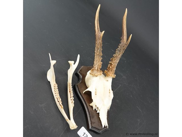 Hertengewei op houten schild - afbeelding 2 van  5