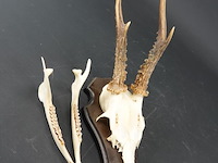 Hertengewei op houten schild - afbeelding 2 van  5