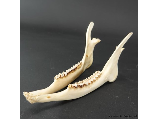 Hertengewei op houten schild - afbeelding 4 van  5