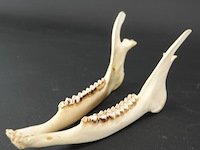 Hertengewei op houten schild - afbeelding 4 van  5