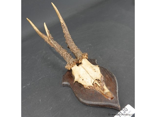 Hertengewei op houten schild - afbeelding 1 van  5