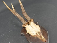 Hertengewei op houten schild - afbeelding 1 van  5