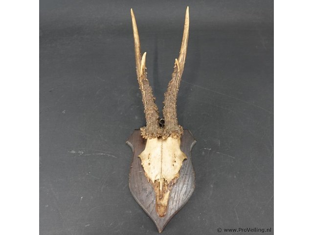 Hertengewei op houten schild - afbeelding 2 van  5