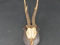 Hertengewei op houten schild - afbeelding 2 van  5