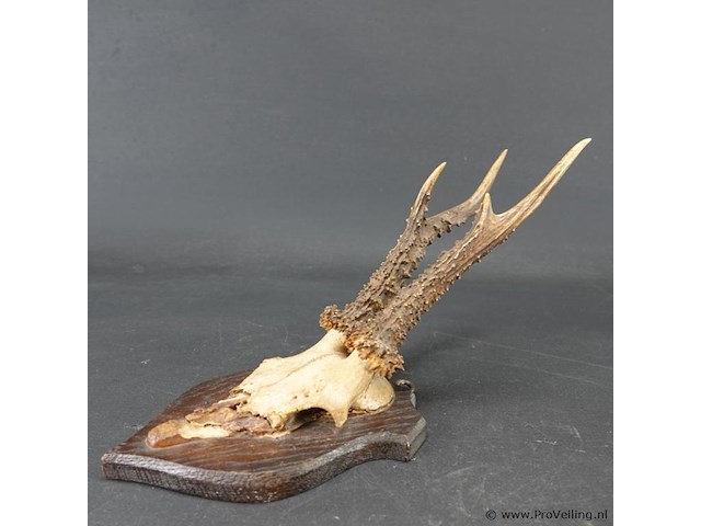 Hertengewei op houten schild - afbeelding 3 van  5