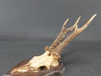 Hertengewei op houten schild - afbeelding 3 van  5