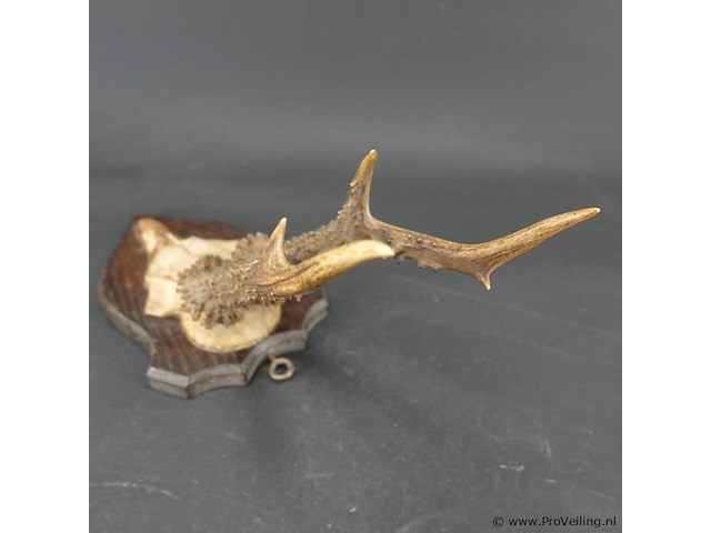 Hertengewei op houten schild - afbeelding 4 van  5