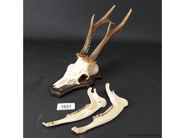 Hertengewei op schild met kaken - afbeelding 1 van  5