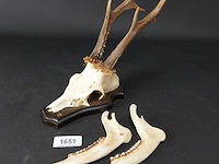 Hertengewei op schild met kaken - afbeelding 1 van  5