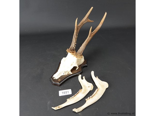 Hertengewei op schild met kaken - afbeelding 2 van  5