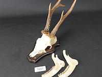 Hertengewei op schild met kaken - afbeelding 2 van  5