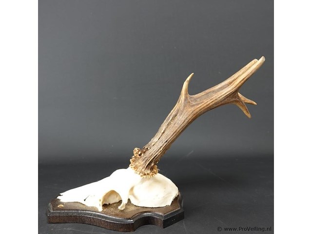 Hertengewei op schild met kaken - afbeelding 3 van  5